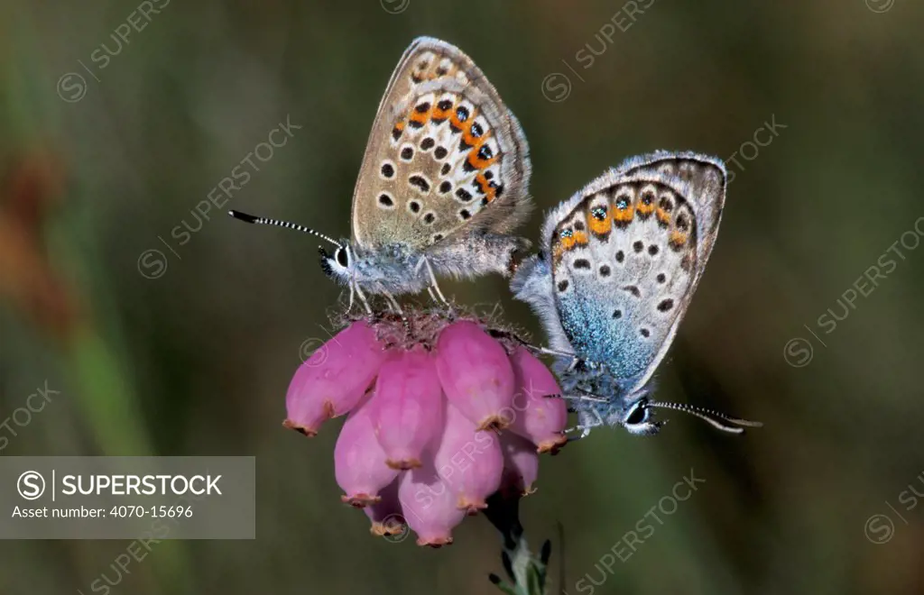 Silver studded blue butterflies mating Plebejus argus} Kalmthoutse Heide, Belgium
