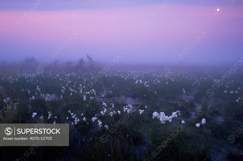 Atmospheric moonlight just before dawn over Cotton grass Eriphorum angustifolium} Belgium