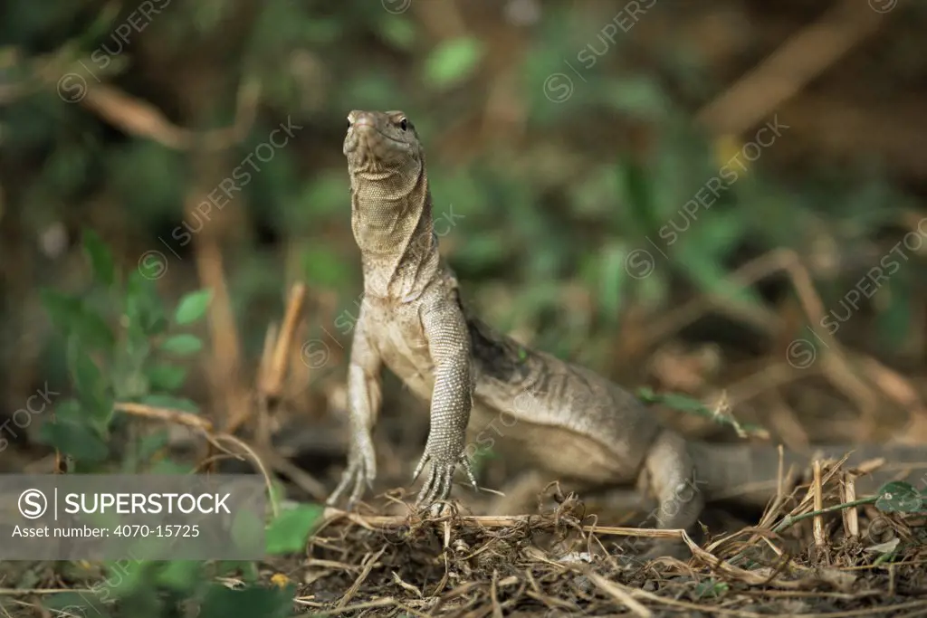 Bengal monitor lizard Varanus benghalensis} Keoladeo Ghana NP, Bharatpur, India