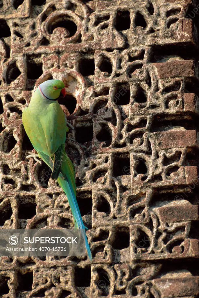 Rose ringed parakeet looks for minerals in sandstone of Jain temple Psittacula krameri} India Rajasthan
