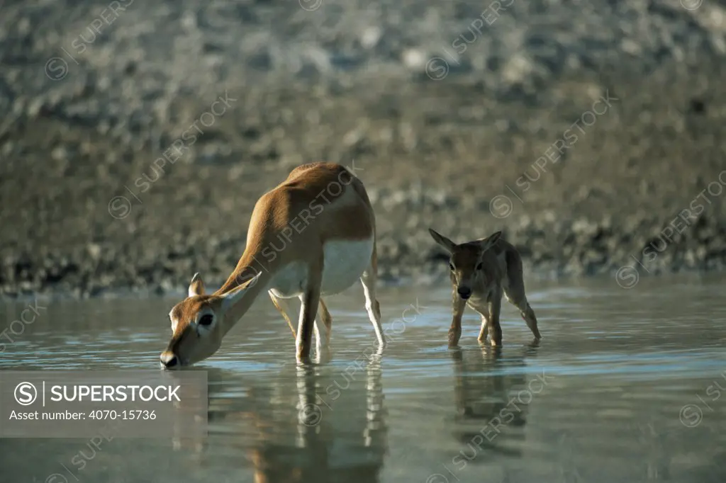 Blackbuck female with young drinking Antilope cervicapra} Thar desert, Rajasthan, India