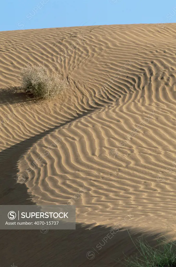 Wind patterns on sand dunes Thar desert W Rajasthan, India