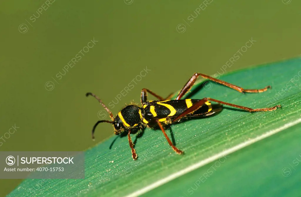 Wasp beetle, mimics a wasp (Clytus arietus) Brasschaat, Belgium