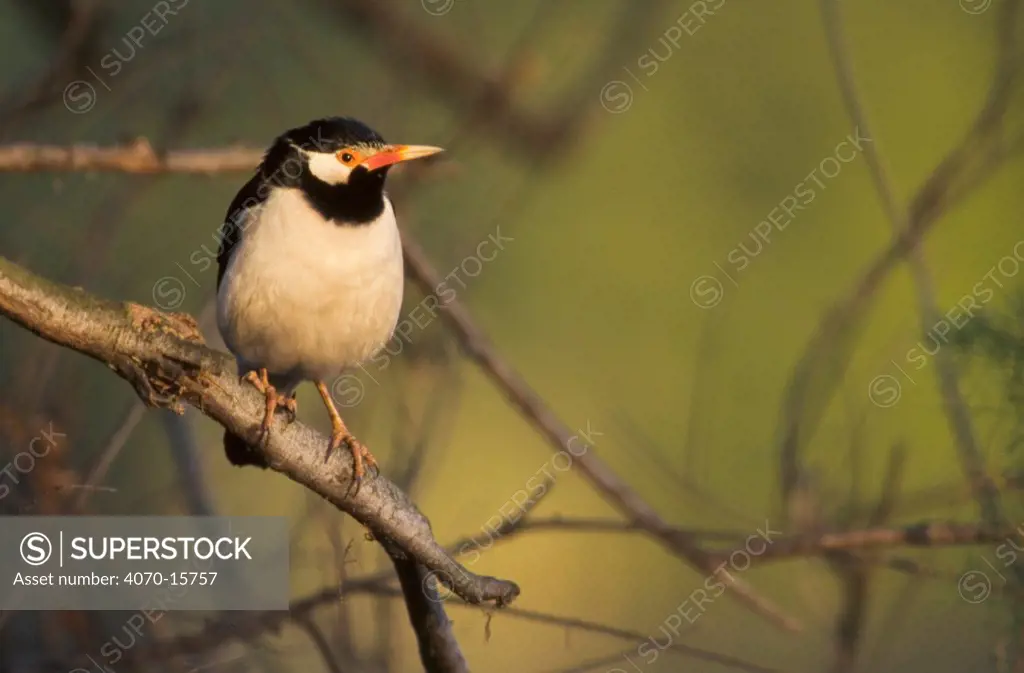 Asian pied starling on branch Sturnus contra} Keoladeo Ghana NP, Bharatpur, Rajasthan, India