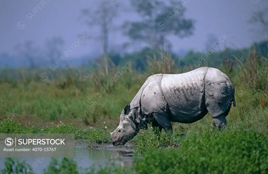 Indian rhinoceros drinking Rhinoceros unicornis} Kaziranga NP, Assam, North East India