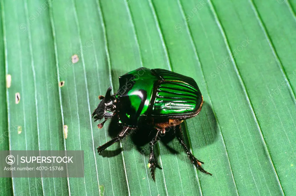 Dung beetle (Onthophagus sp.) Thar desert, Rajasthan, India