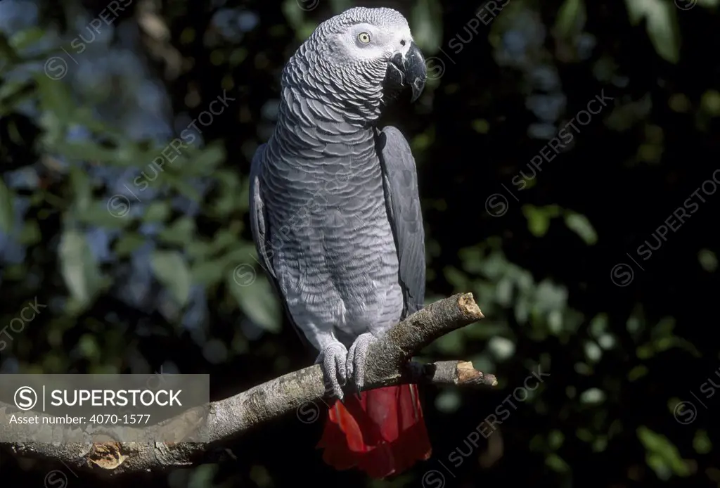 African grey parrot Psittacus erithacus} captive 