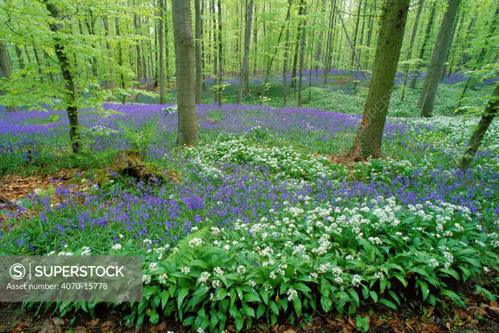 Wild garlic Allium ursinum} + Bluebells Endymion nonscriptus} flowering in beech wood. Belgium