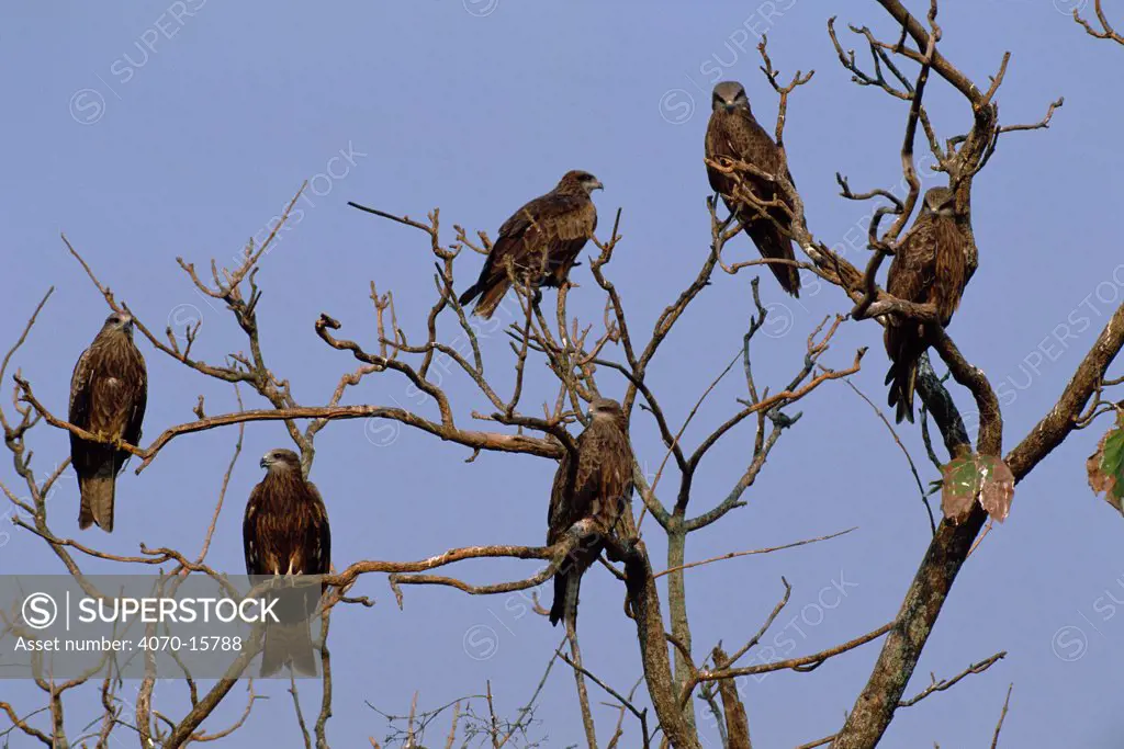 Six Black kites perched in tree Milvus migrans} Assam, India