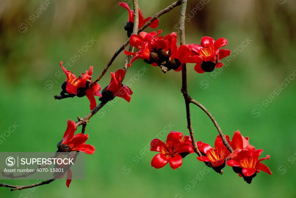 Red silk cotton tree flowers Bombax ceiba} Kaziranga NP, Assam, India