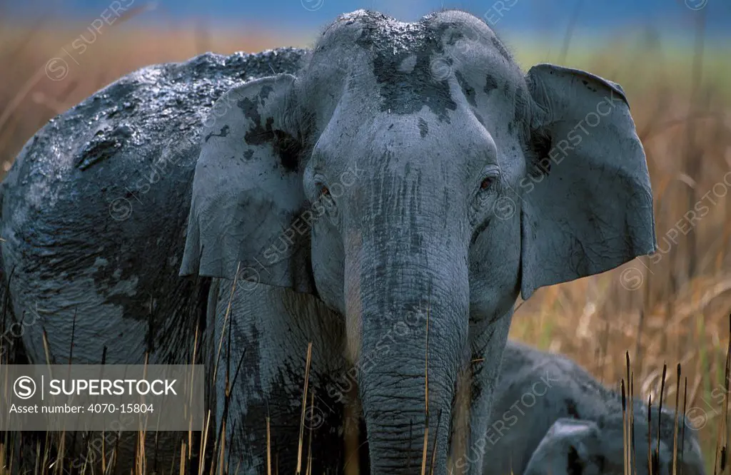 Indian elephant Elephas maximus} Kaziranga NP, Assam, India