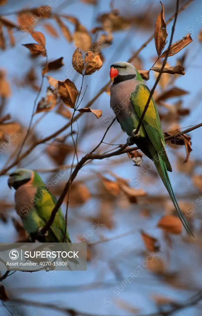 Red breasted parakeet pair Psittacula alexandri fasciata} Kaziranga NP, Assam, India