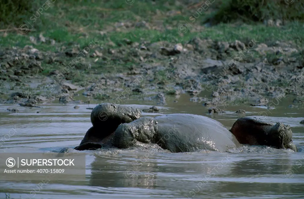 Indian rhinoceros rolling in water Rhinoceros unicornis} Kaziranga NP, Assam, India