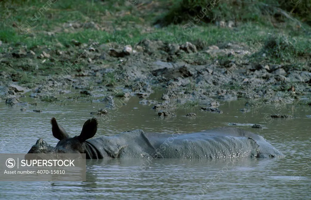 Indian rhinoceros in water Rhinoceros unicornis} Kaziranga NP, Assam, India