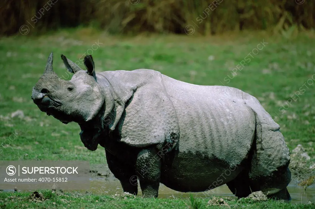 Indian rhino portrait Rhinoceros unicornis} Kaziranga NP, Assam, India