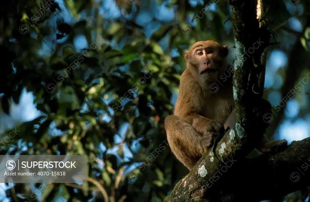 Assam macaque in tree Macaca assamensis} Kaziranga NP, Assam, India