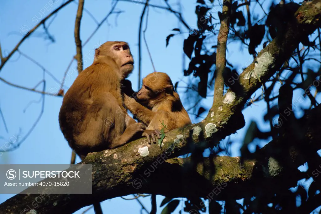 Assam macaques in tree Macaca assamensis} Kaziranga NP, Assam, India