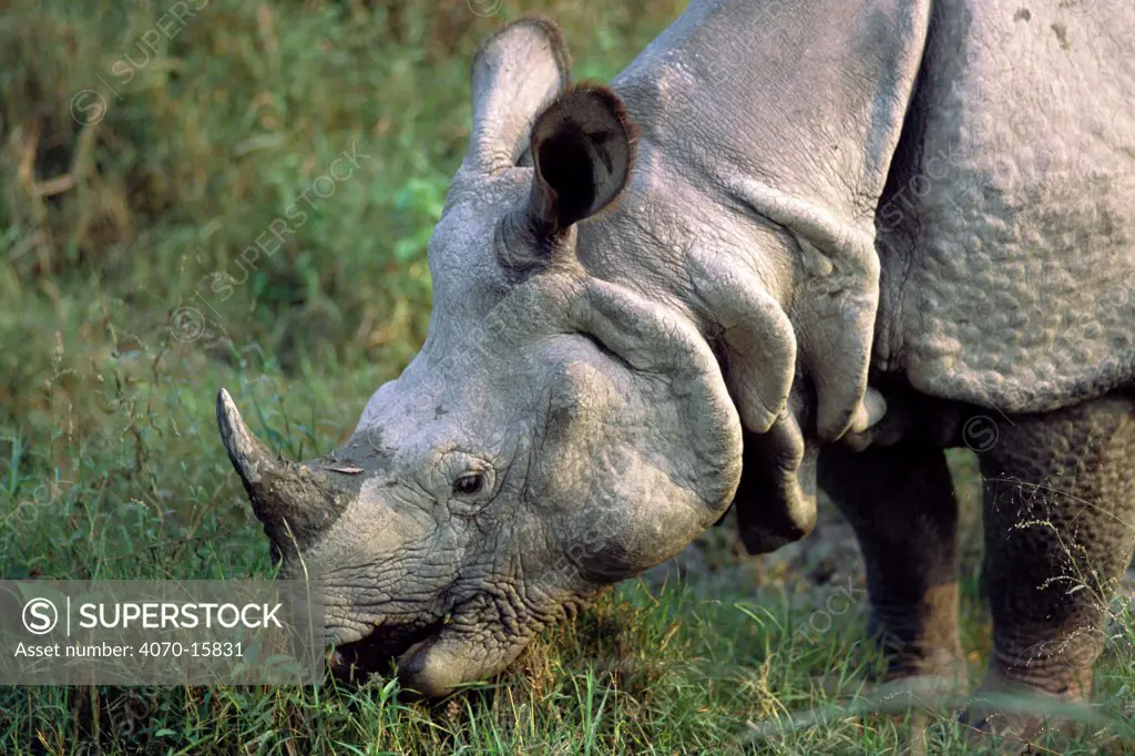 Indian rhino eating Rhinoceros unicornis} Kaziranga NP, Assam India