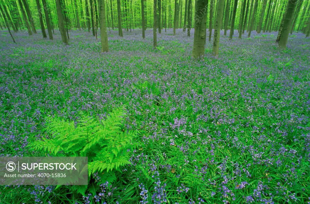 Bluebells in beech wood Endymion nonscriptus} Hallerbos, Belgium
