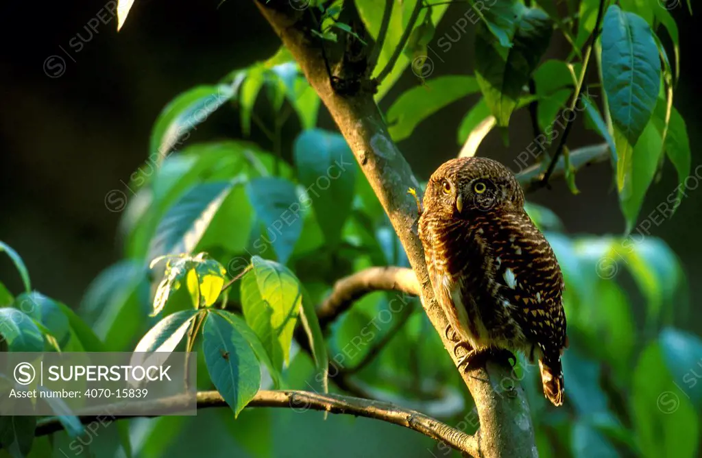 Asian barred owlet Glaucidium cuculoides} Majuli Island, Assam, India