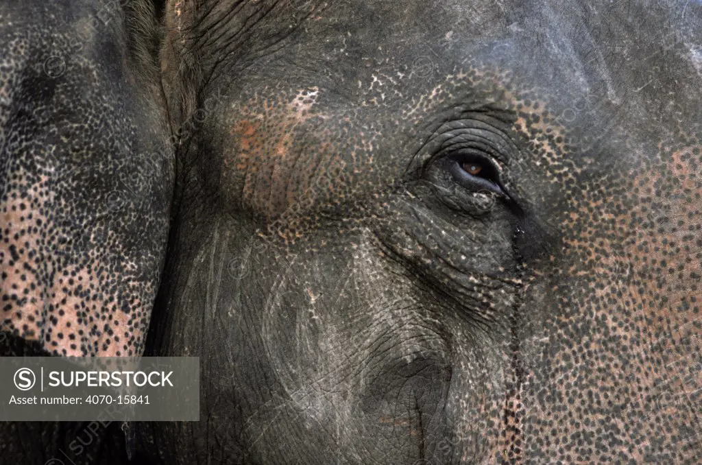 Close up of domesticated Indian elephant face Elephas maximus} Bandhavgarh NP, India