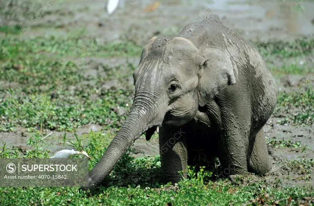 Young Indian elephant in riverbed Elephas maximus} Kaziranga NP, Assam India