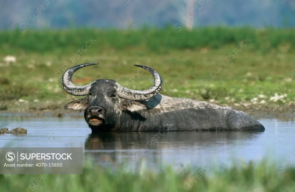 Wild Water buffalo Bubalus arnee} bathing, Kaziranga NP, Assam, North East India
