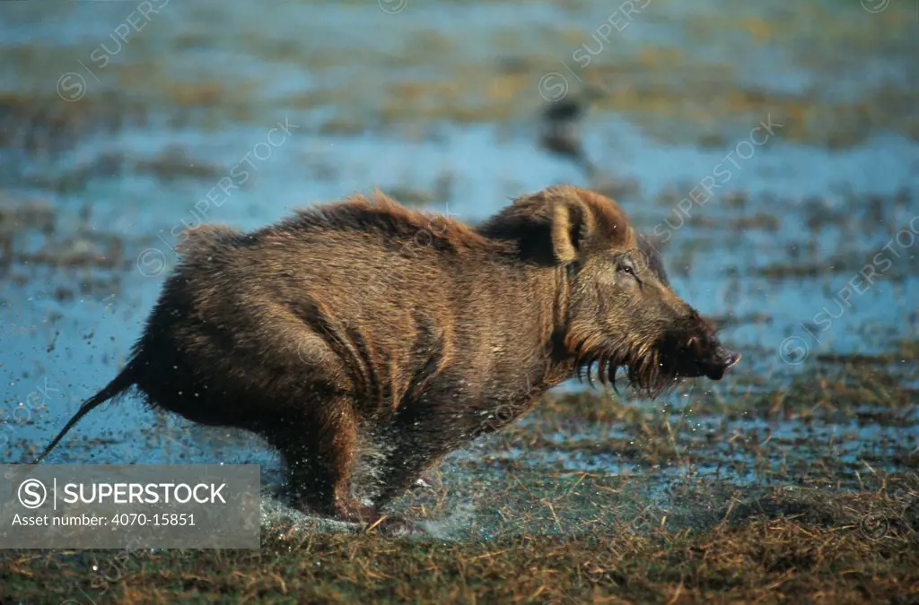 Indian wild boar Sus scrofa} on the run. Ranthambore NP, Rajasthan, India
