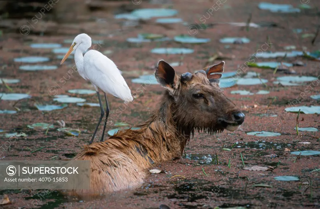 Indian sambar Cervus unicolor} in lake with Great Egret standing on its back. Ranthambore NP, Rajasthan, India