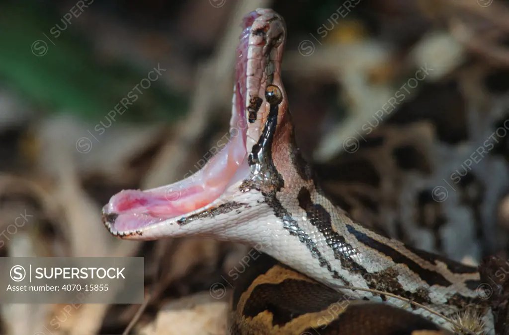 Rock python with mouth wide open Python sebae} Keoladeo Ghana NP, Rajasthan, India