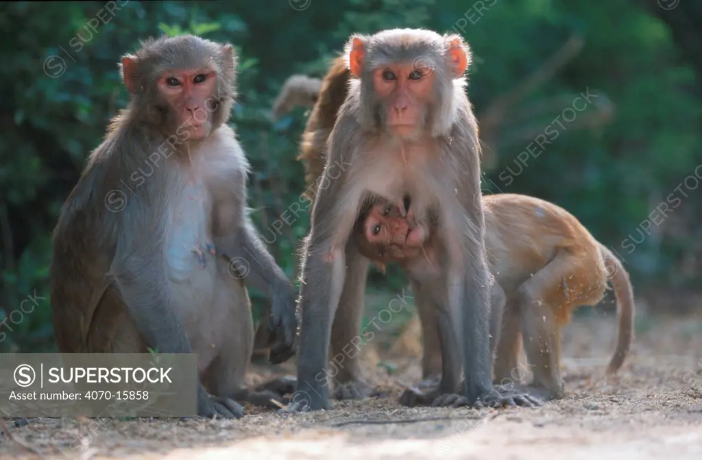 Rhesus macaque family group Macaca mulatta} Keoladeo Ghana NP, Rajasthan, India
