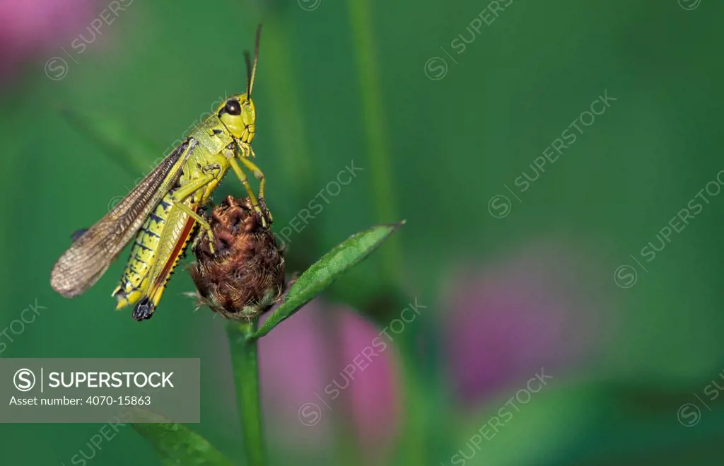 Male Large marsh grasshopper Stethophyma grossum} NE France