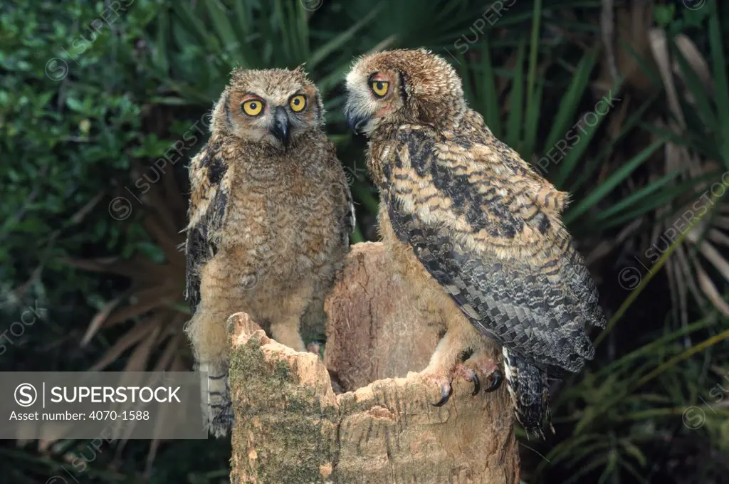 Great horned owl (Bubo virginianus), juveniles at nest. USA