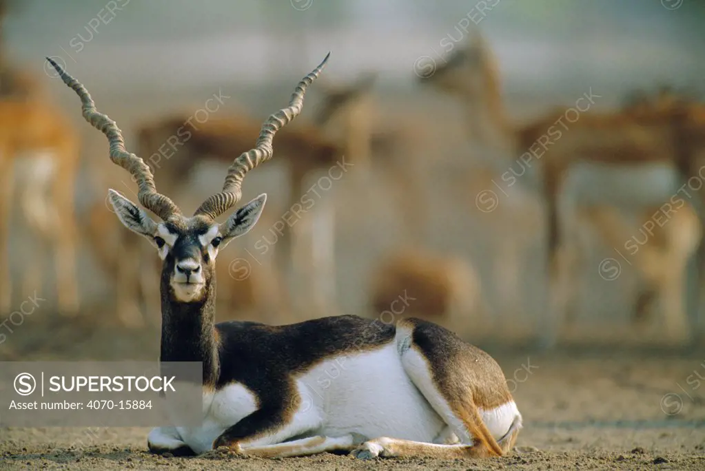 Blackbuck male resting Antilope cervicapra} Thar desert, Rajasthan, India
