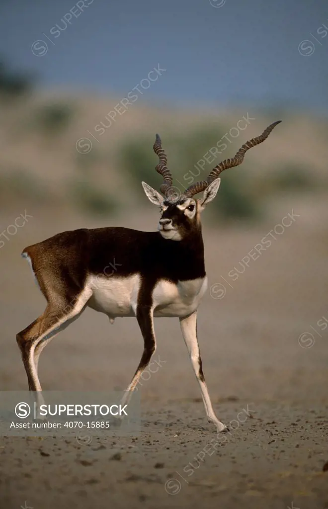 Blackbuck male Antilope cervicapra} Thar desert, Rajasthan, India