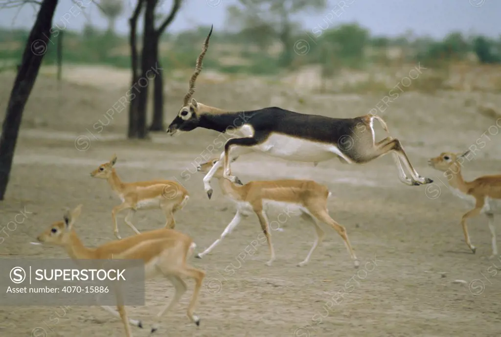 Blackbuck male leaping amongst females Antilope cervicapra} Thar desert, Rajasthan, India