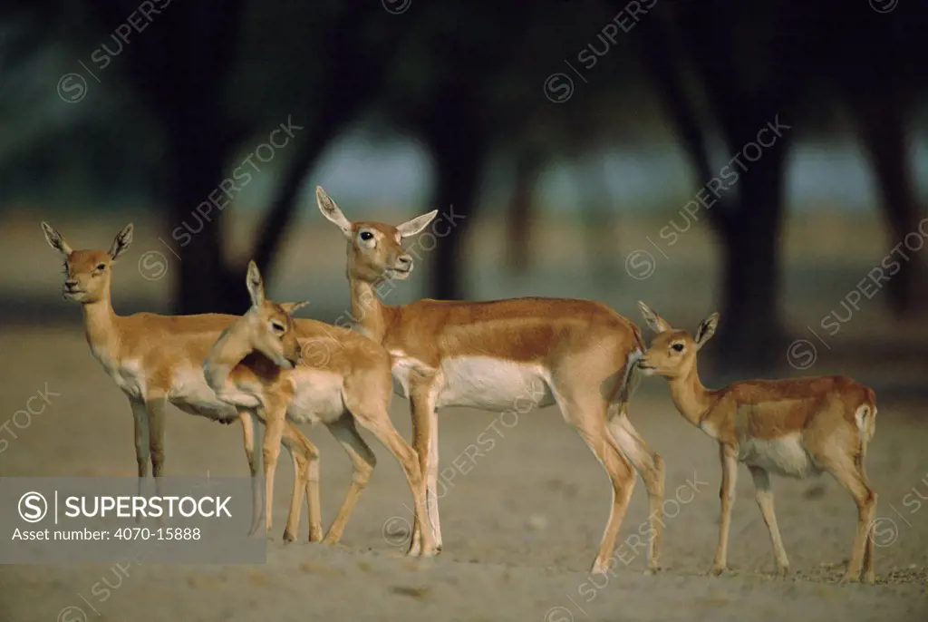Blackbuck female + juveniles Antilope cervicapra} Thar desert, Rajasthan, India