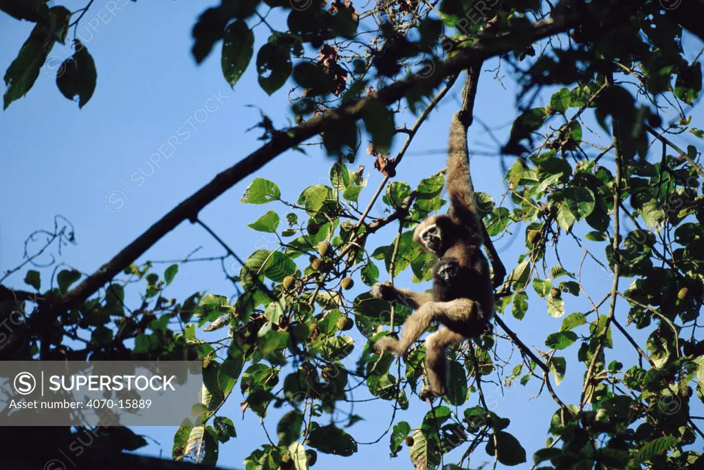 White browed gibbon female carrying young Hylobates hoolock} in tree, Panbari forest, Assam, India