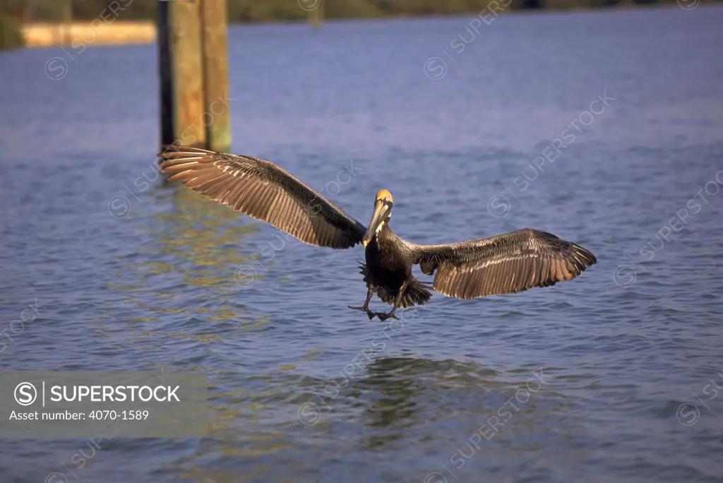 Brown pelican (Pelecanus occidentalis) landing. Florida, USA