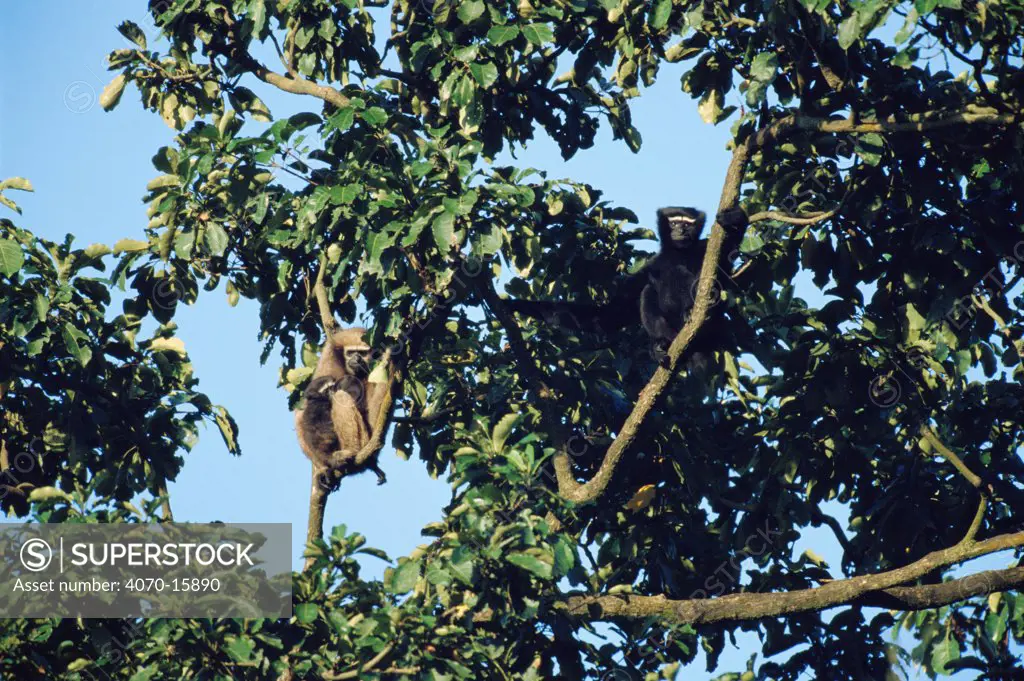 White browed gibbon pair + young in tree Hylobates hoolock} Panbari forest, Assam, India