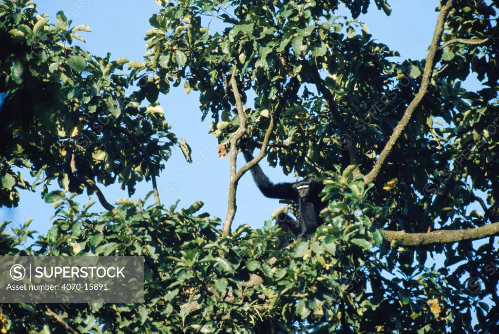 White browed gibbon male in tree Hylobates hoolock} Panbari forest, Assam, India