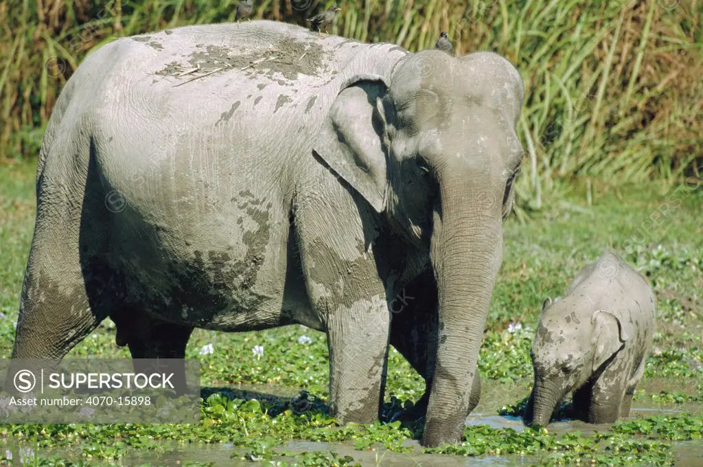 Indian elephant + young feeding in swamp Elephas maximus} Kaziranga NP, Assam, India