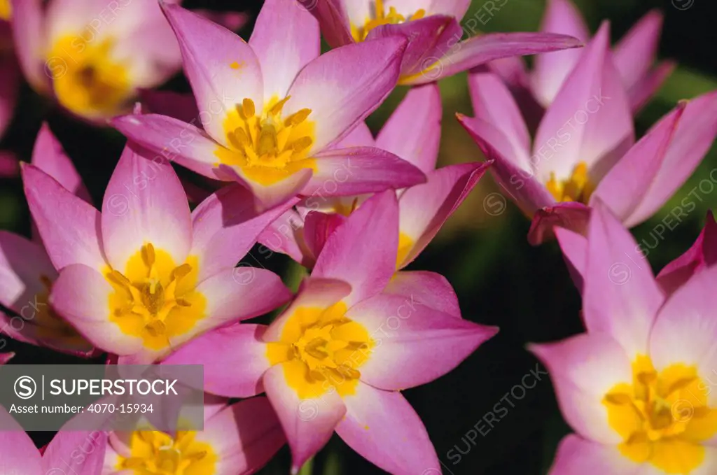 Lilac wonder tulip Tulipa bakeri} endemic in western Crete, Greece