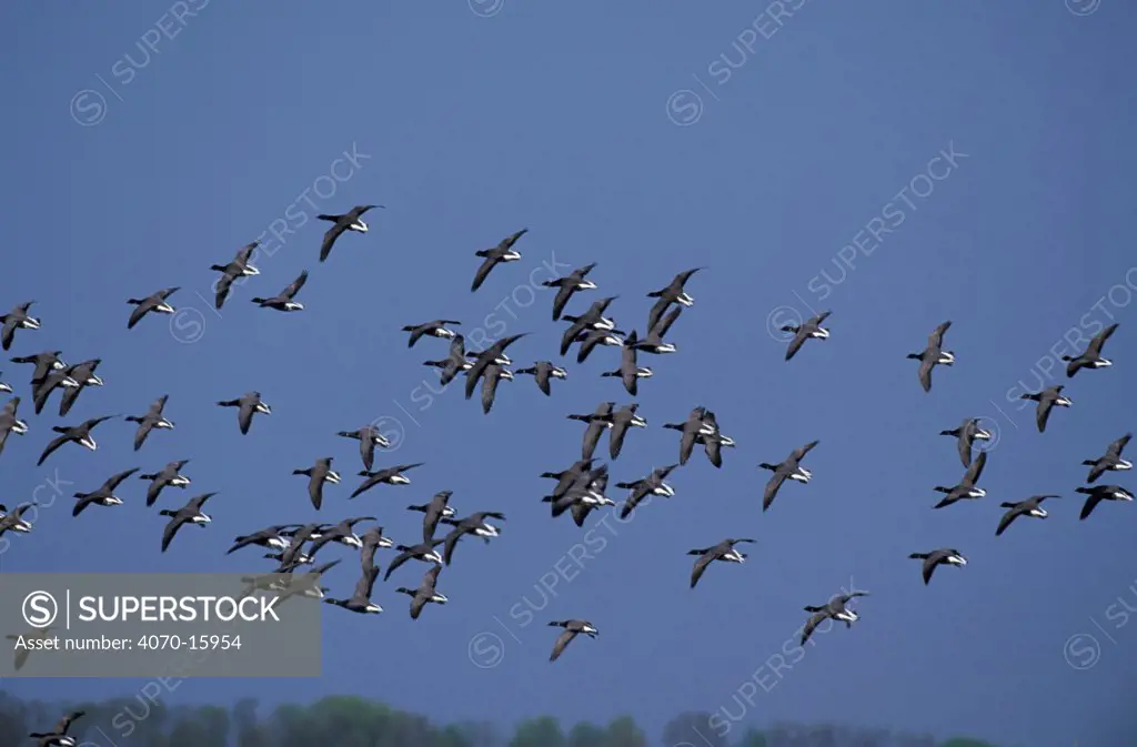 Flock of Brent geese flying Branta bernicla} Zeeland, Netherlands