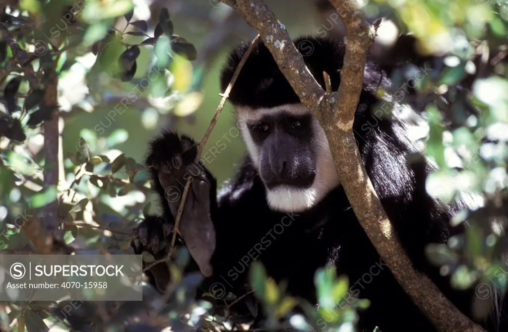 Black and white colobus monkey - highland East African form Colobus guereza} portrait showing four digits on hand from which is derived the name 'colobus'. Mount Kenya, Kenya