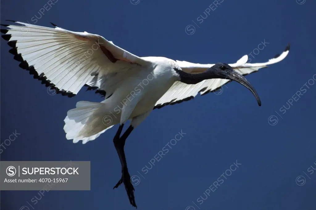 Sacred ibis landing Threskiornis aethiopicus} Dunga, Lake Victoria, Kenya
