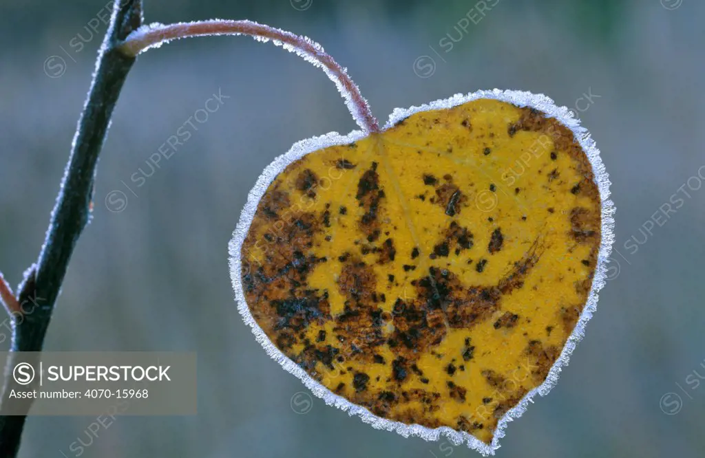 Frosted leaf of Aspen tree Populus tremula}.  USA..