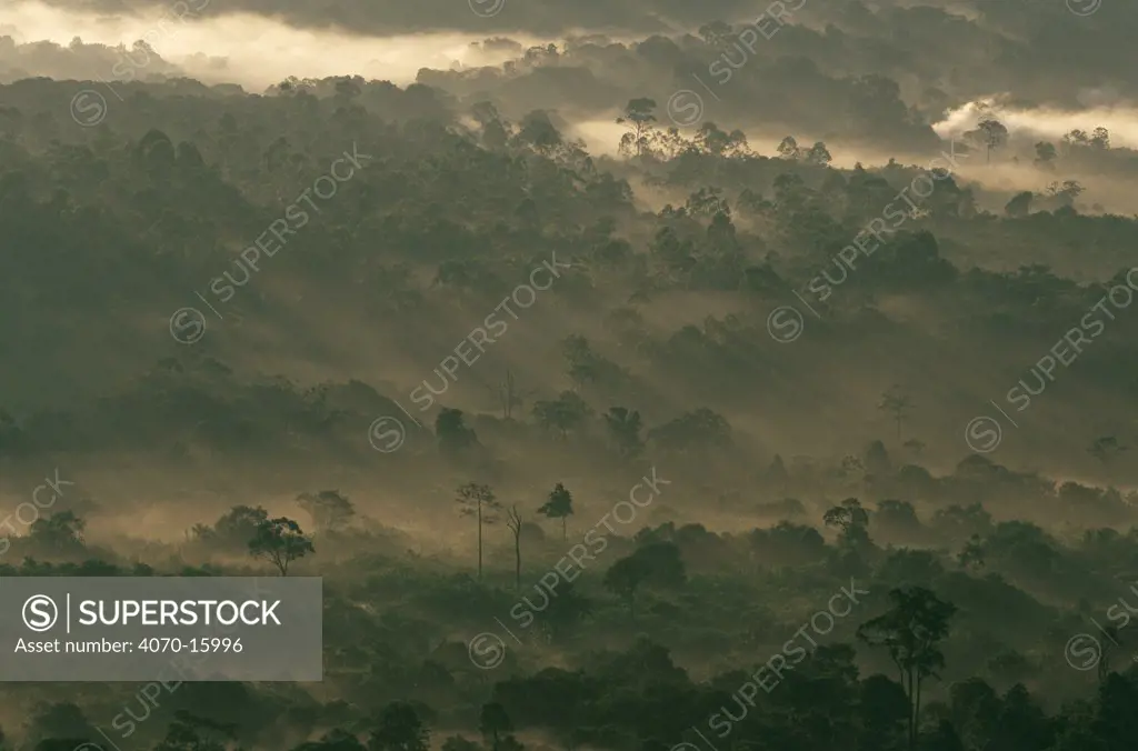 Kakamega Forest at dawn, Kenya