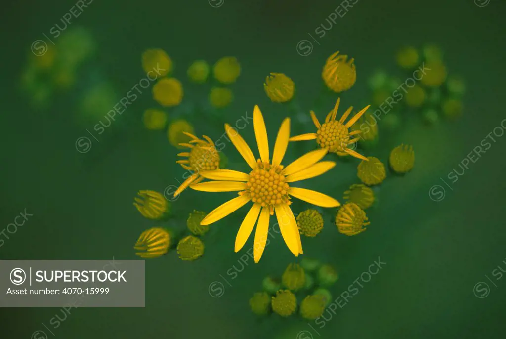 Ragwort flower Senecio jacobaea} Belgium