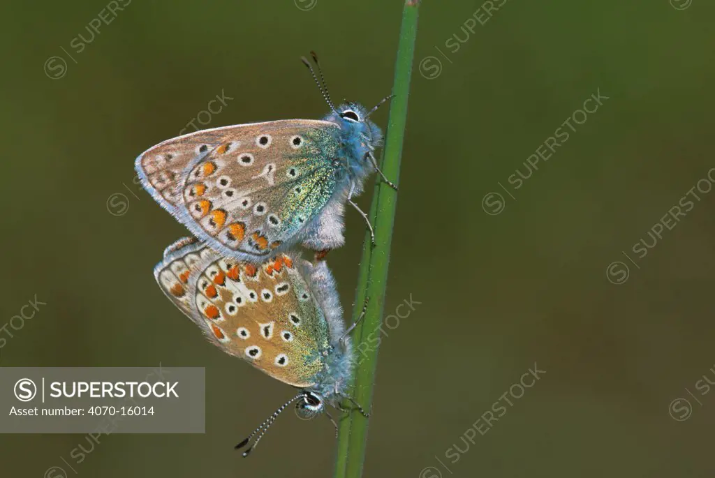 Common blue butterflies mating Polyommatus icarus} Belgium